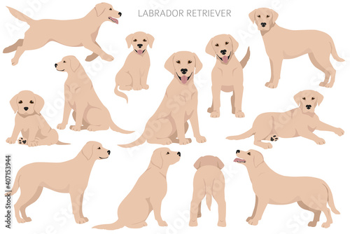Labrador retriever dogs in different poses and coat colors. Adult and puppy dogs photo