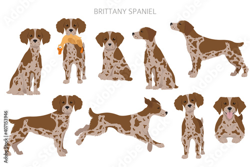 Brittany spaneil clipart. Different poses set. Adult and puppy dogs infographic