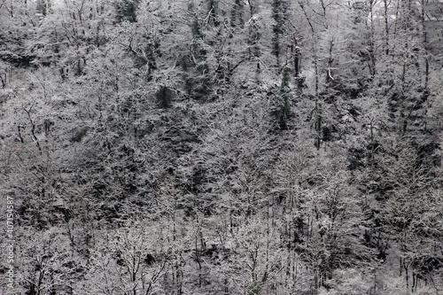 Fototapeta Naklejka Na Ścianę i Meble -  Snow covered trees for winter landscape background