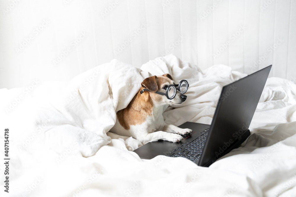Nerd Adorable dog in glassese in bed with laptop working remotely from  home. stay home quarantine restrictions. Smart nerd entelegent. White comfy  bed clothes. Funny Pet binge watching movies serials Stock Photo |