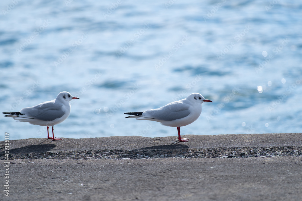 堤防にとまるカモメ 堤防にとまるカモメ