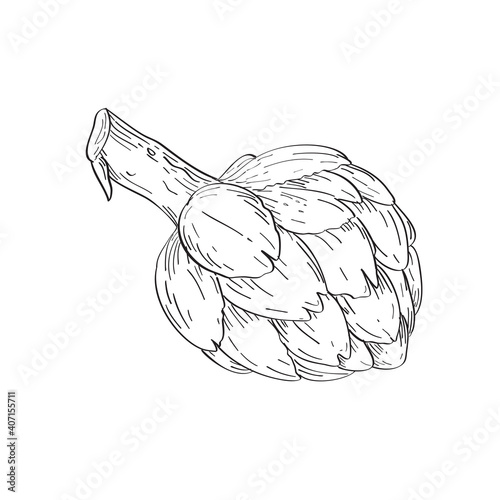 Globe Artichoke or French Artichoke and Green Artichoke Line Art Drawing Black and White