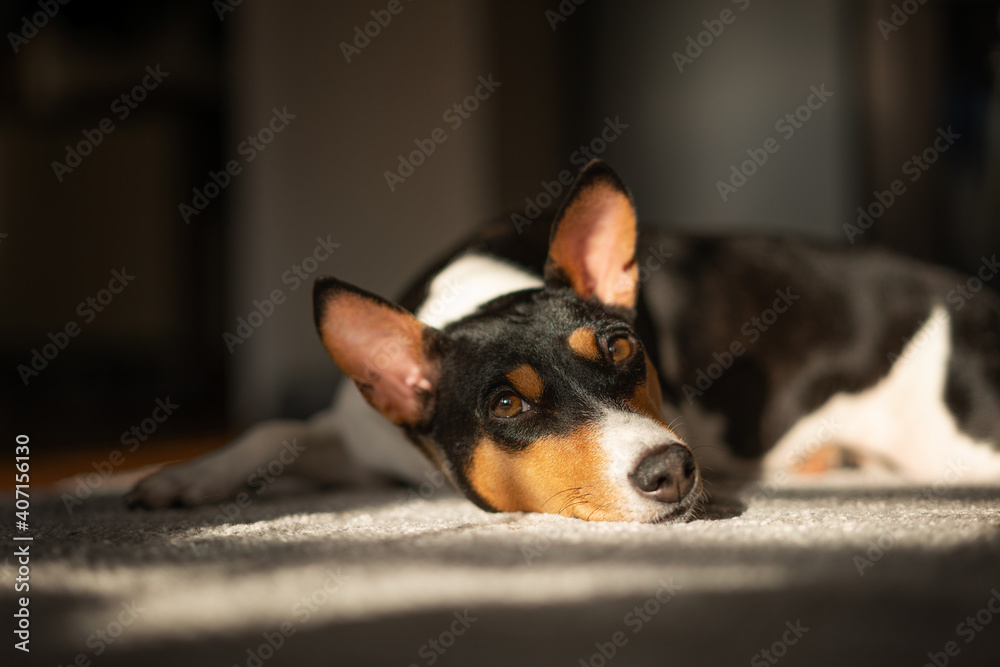 Beautiful cute Basenji dog lying at home on a gray carpet