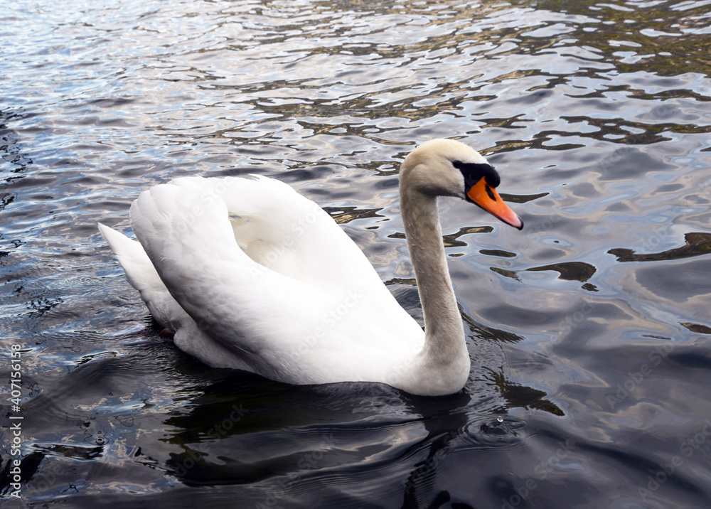 Naklejka premium swan on the lake