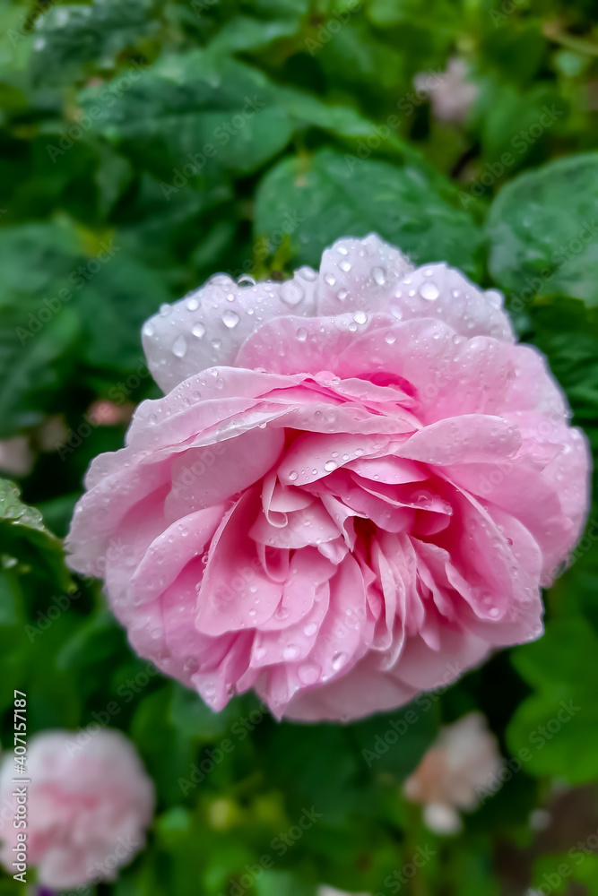 Pink garden rose blooms in the park.