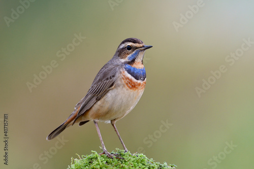 male of bluethroat (luscinia svecica) beautiful little migrant bird to Asia, standing expose on green moss pole to sunset