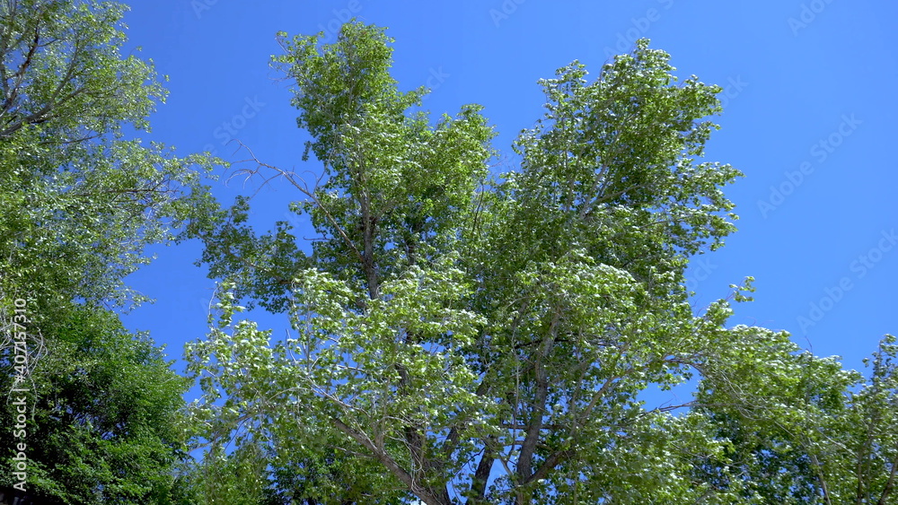 Fototapeta premium The tree is reeling from the strong wind