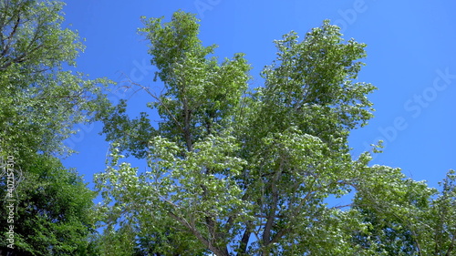 The tree is reeling from the strong wind