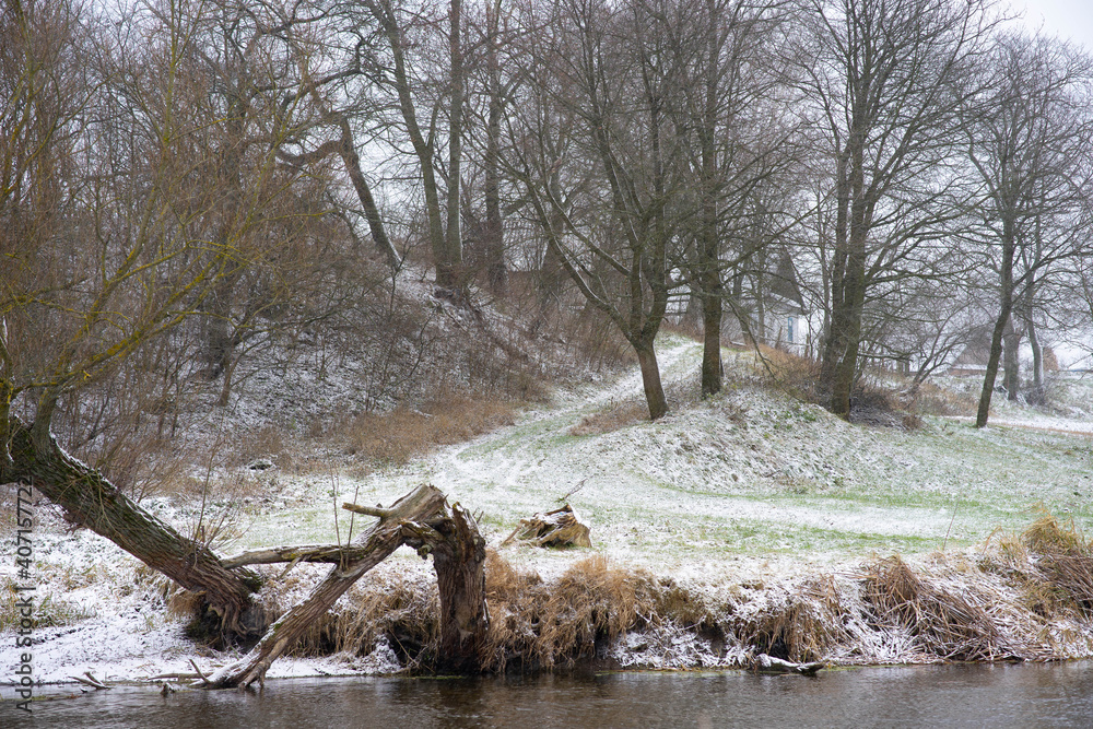 Obraz premium deer in the forest