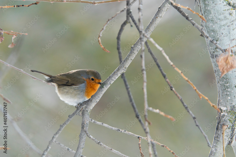 Naklejka premium European robin (Erithacus rubecula)