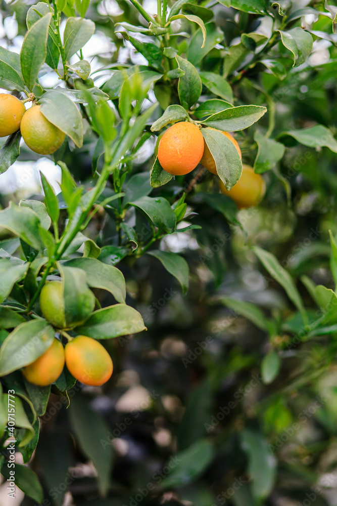 Kumquat fruits on the tree branch