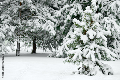 Evergreen spruce trees covered with fresh snow. Winter background. © Oksana Smyshliaeva