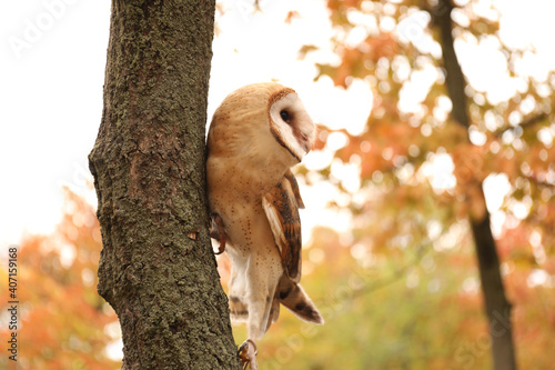 Beautiful common barn owl on tree outdoors