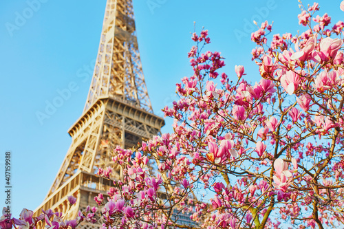Pink magnolia tree in full bloom near the Eiffel tower in Paris © Ekaterina Pokrovsky