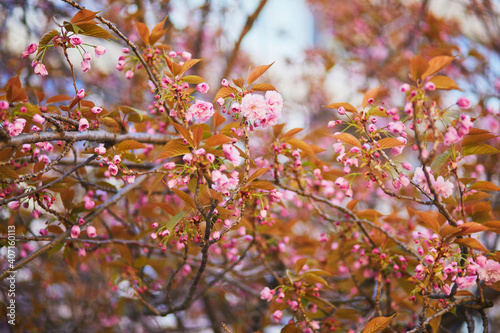 Branch of cherry blossom tree with beautiful pink flowers on a spring day
