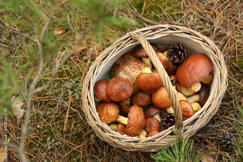 Basket full of fresh boletus mushrooms in forest, above view