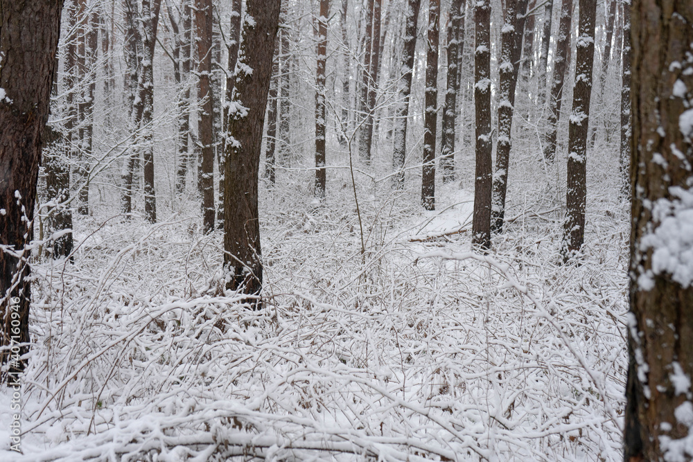 Fototapeta premium snow covered trees