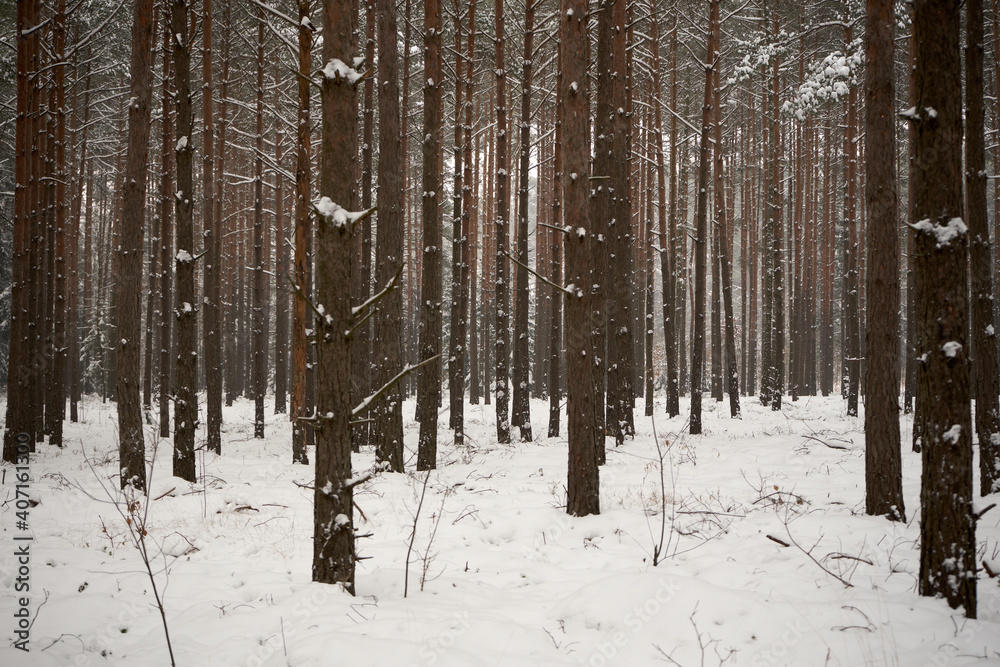 Fototapeta premium zimowe drzewa