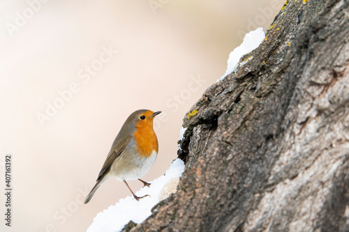 European robin (Erithacus rubecula)