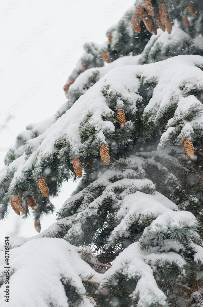 Snow covered fir- tree with cones