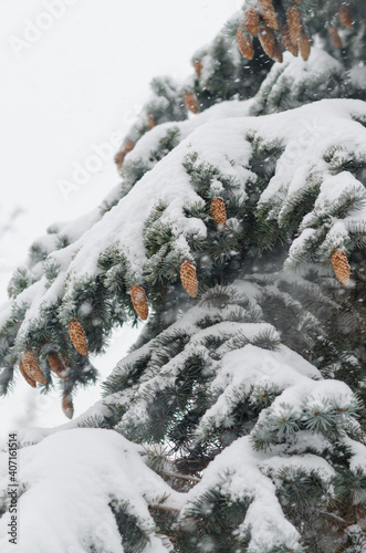 Snow covered fir- tree with cones