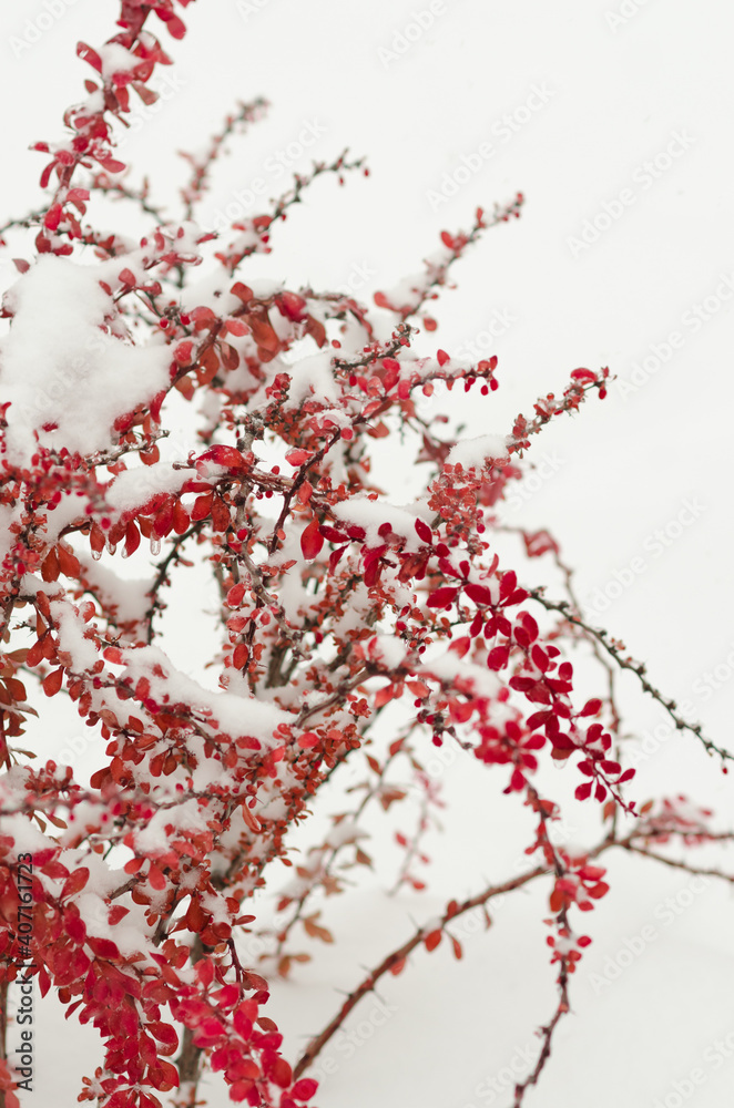 Red plant on the white background Red plant on the white background