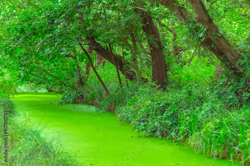 Minsmere River covered by green duckweed in the English county of Suffolk in the UK photo