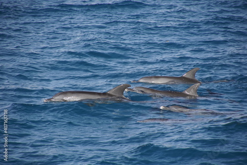 Red sea and a family of dolphins on the water surface. Wild sea animals