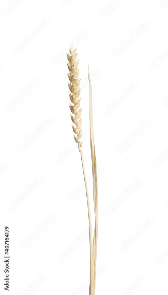 Beautiful tender dried flower on white background. Beautiful tender dried flower on white background.