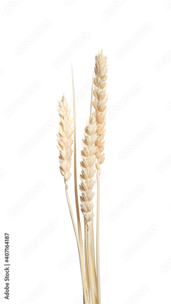 Beautiful tender dried flowers on white background. Beautiful tender dried flowers on white background.