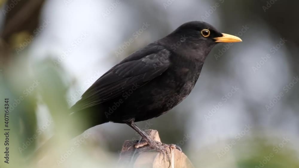 The common blackbird is a species of true thrush. It is also called the Eurasian blackbird, or simply the blackbird. The common blackbird is a species of true thrush. It is also called the Eurasian blackbird, or simply the blackbird.