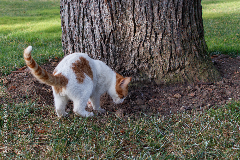 Stray cat living in wild digs a hole to bury its evidence. Istanbul, Turkey.