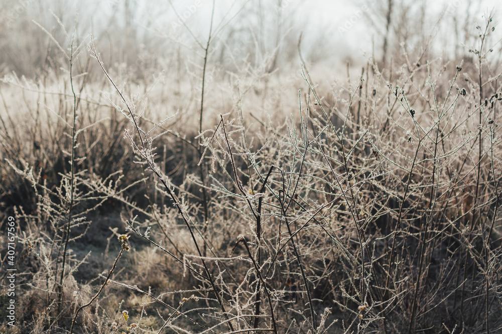 Fototapeta premium White frost on dry grass and shrubs.