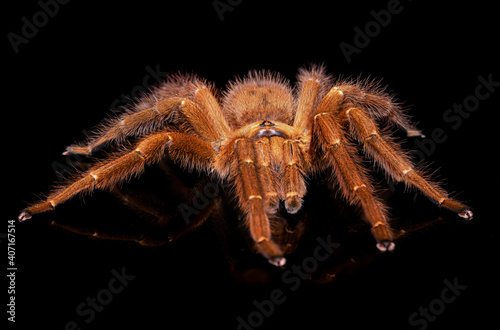 Tarantula Spider on Orange background