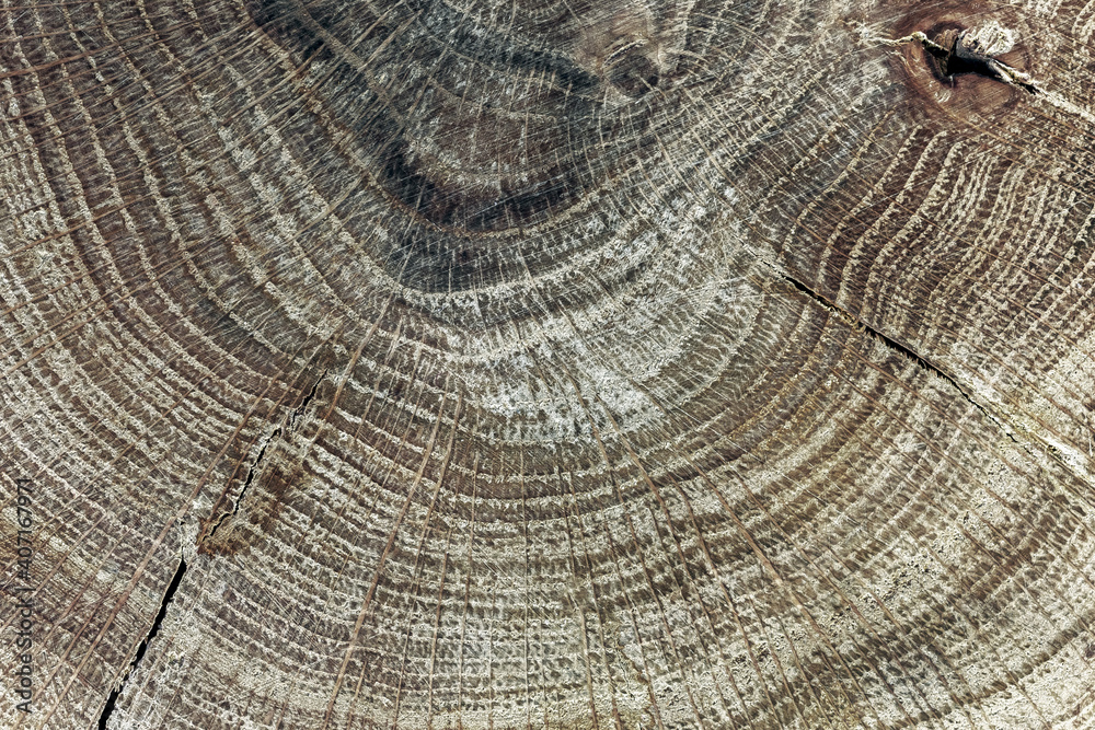 Fototapeta premium Wooden background with the surface texture of a natural polished sawn cut of old oak wood with annual rings close-up