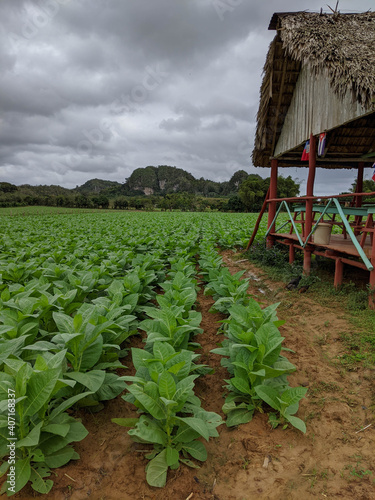 Vinales, Cuba - December 24, 2019: Drying bath and tobacco plantation in Vinales Cuba
