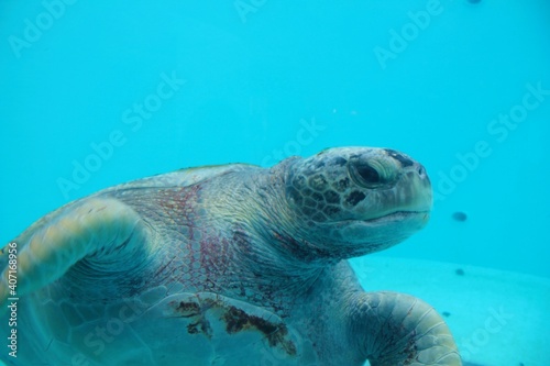 green sea turtle