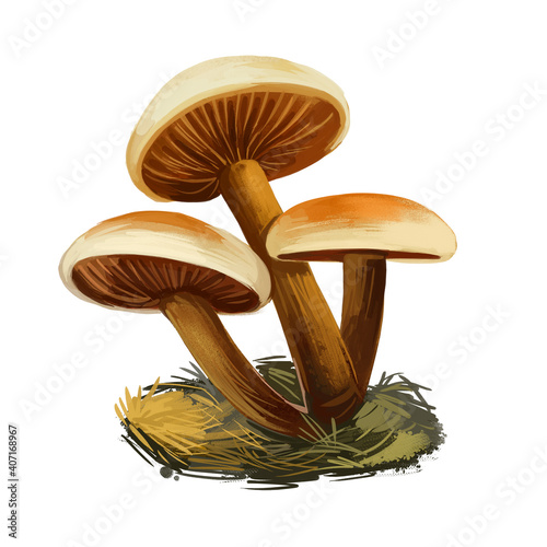 Flammulina velutipes, winter fungus or futu, velvet foot, stem or shank, seafood mushroom closeup digital art illustration. Boletus has light yellow cap and body. Mushrooming season, plants in forest