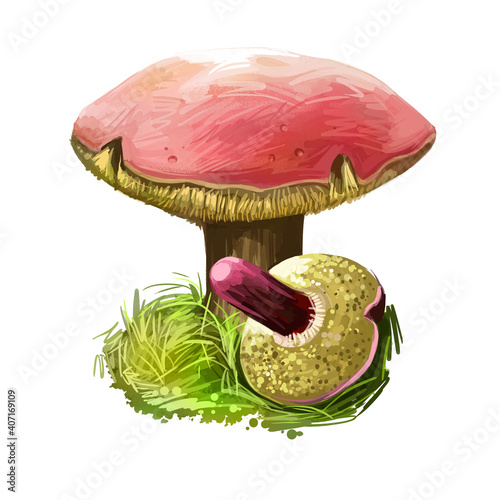 Western giant puffball or Calvatia booniana mushroom closeup digital art illustration. Boletus has round shape of body. Mushrooming season, plant of gathering plants growing in woods and forests