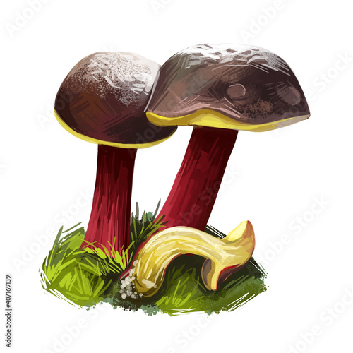 Xerocomellus zelleri or Zeller Bolete mushroom closeup digital art illustration. Boletus has dark brown cap and pale cream colored margin. Mushrooming season, plants growing in woods and forests photo