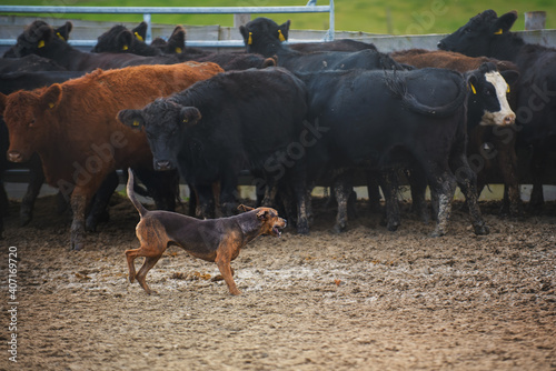 Canvas Print Catahoula leopard dog used for herding livestock.