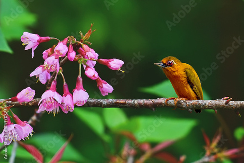 White-browed Piculet on Wild Himalayan Cherry in nature photo