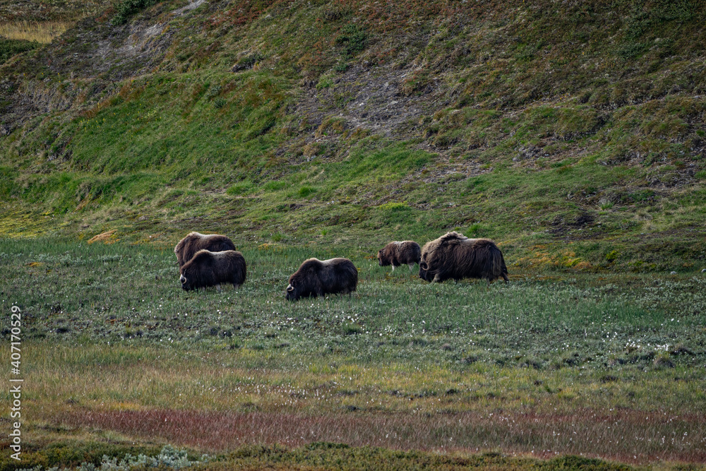 musk ox in norway in dovrefjell relaxing in autumn