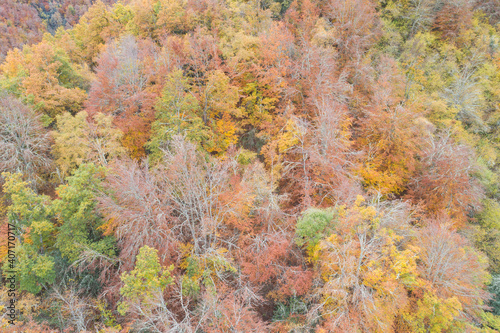 Bosque frondoso en otoño desde punto de vista aéreo