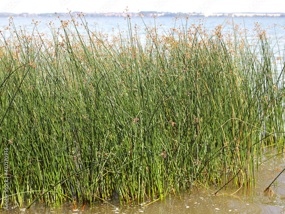 A tussock of Soft rushes, Juncus effusus A tussock of Soft rushes, Juncus effusus