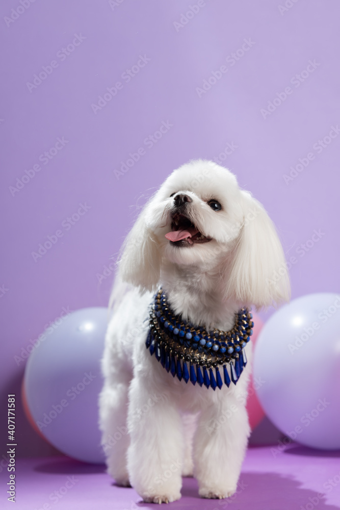 Puppy shih tzu with necklace isolated on purple background. Fashion dog portrait. Cute white dog among balloons. Grooming breed. Copy space Puppy shih tzu with necklace isolated on purple background. Fashion dog portrait. Cute white dog among balloons. Grooming breed. Copy space
