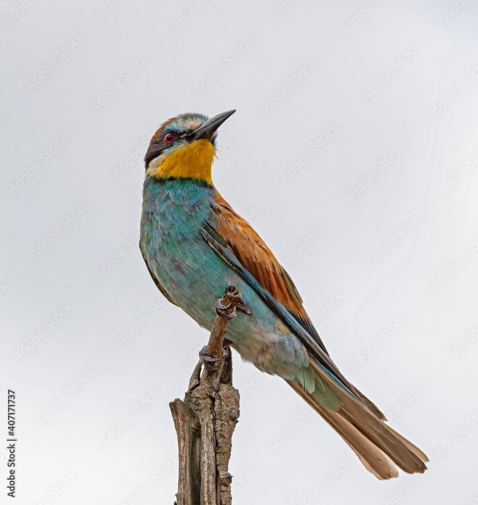 Obraz premium European Bee-eater