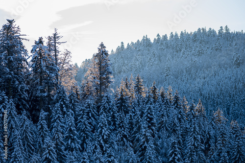 La forêt en hiver - Quand le soleil levant accroche la cime des sapins dans la forêt de sapins vosgiens photo