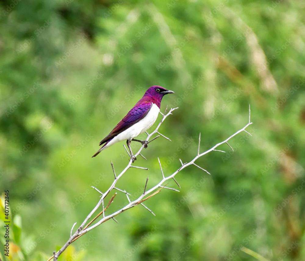 Fototapeta premium Violet-backed Starling