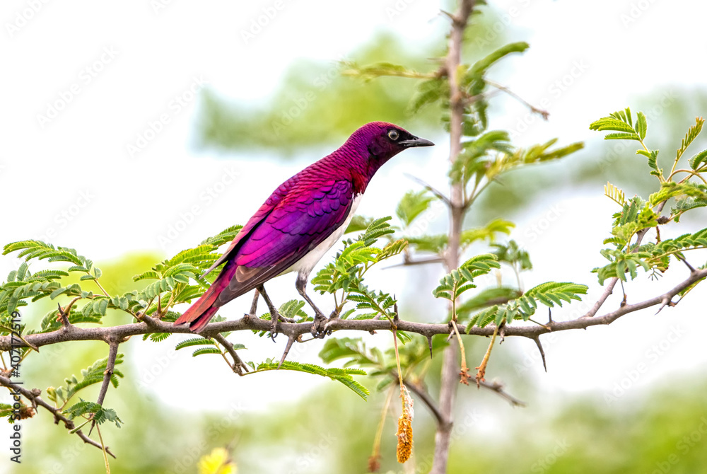 Violet-backed Starling Violet-backed Starling